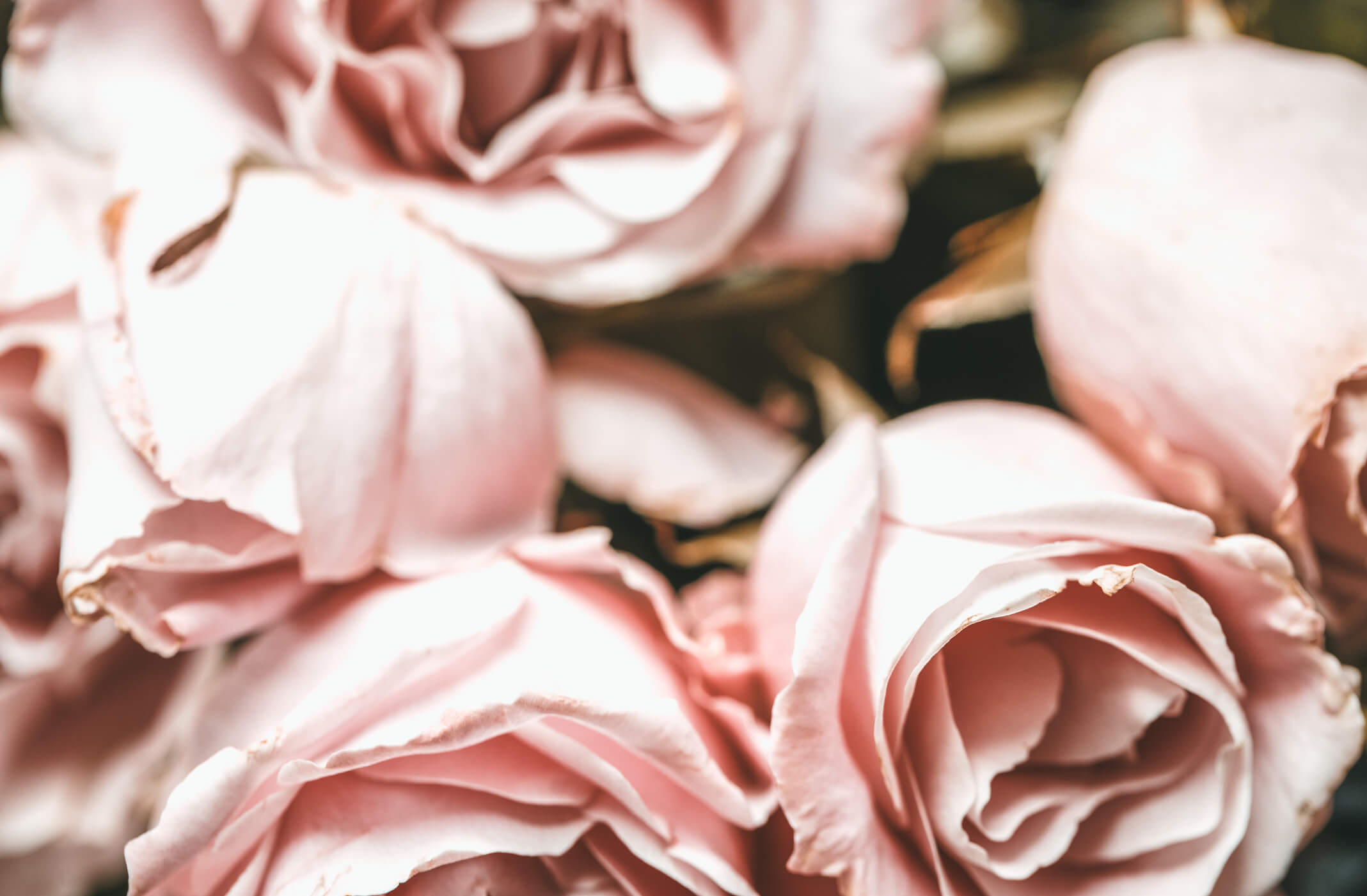 Extreme close up blush pink wedding bouquet